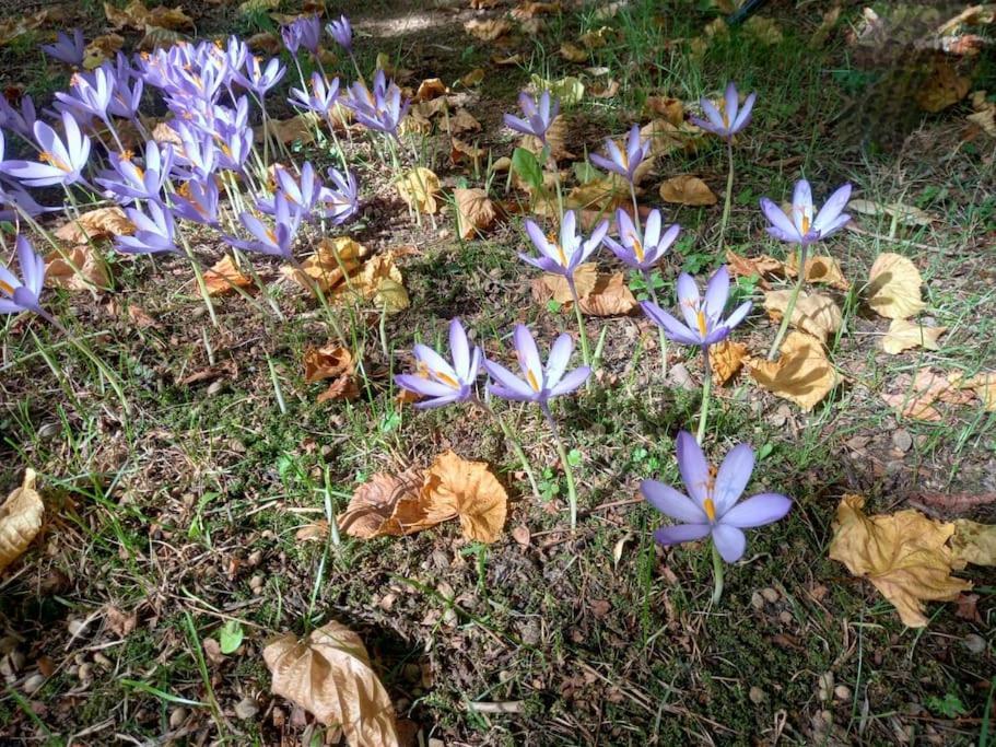 Gite L'Enclos O Rendez-Vous Roquefeuil-Pays De Sault- Avec Jardin Εξωτερικό φωτογραφία