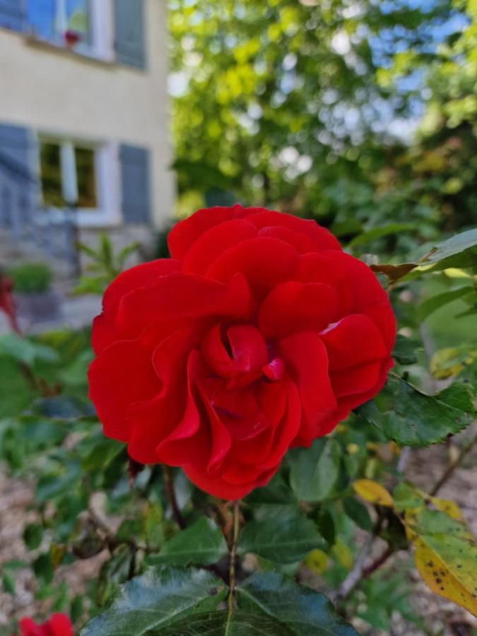 Gite L'Enclos O Rendez-Vous Roquefeuil-Pays De Sault- Avec Jardin Εξωτερικό φωτογραφία
